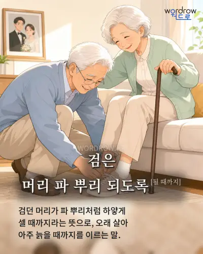 한국어 속담 “검은 머리 파 뿌리 되도록[될 때까지]” 1컷 일러스트