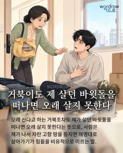 한국어 속담 “거북이도 제 살던 바윗돌을 떠나면 오래 살지 못한다” 1컷 일러스트