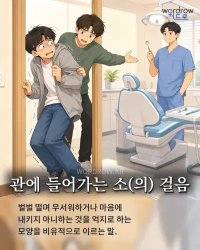 한국어 속담 “관에 들어가는 소(의) 걸음” 1컷 일러스트