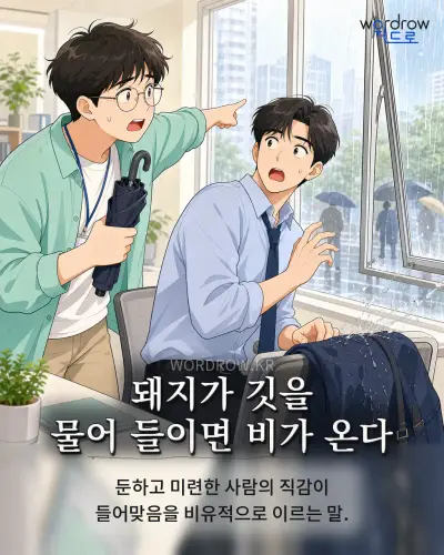 한국어 속담 “돼지가 깃을 물어 들이면 비가 온다” 1컷 일러스트
