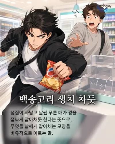 한국어 속담 “백송고리 생치 차듯” 1컷 일러스트