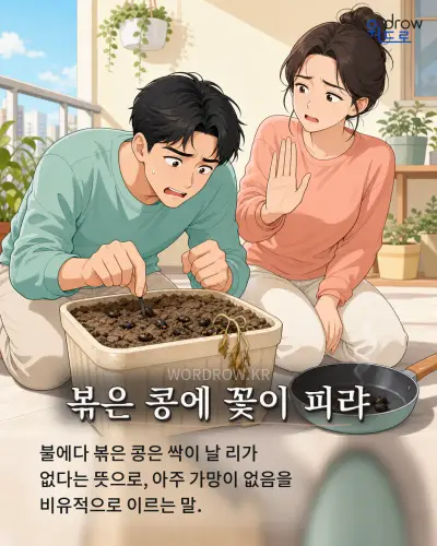 한국어 속담 “볶은 콩에 꽃이 피랴” 1컷 일러스트