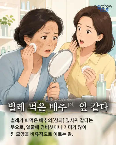 한국어 속담 “벌레 먹은 배추 잎 같다” 1컷 일러스트