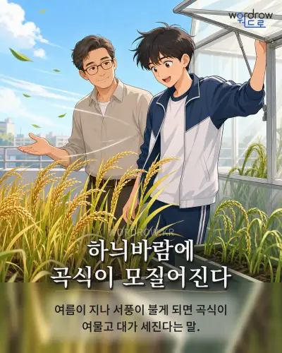 한국어 속담 “하늬바람에 곡식이 모질어진다” 1컷 일러스트