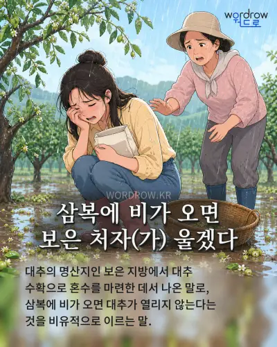 한국어 속담 “삼복에 비가 오면 보은 처자(가) 울겠다” 1컷 일러스트