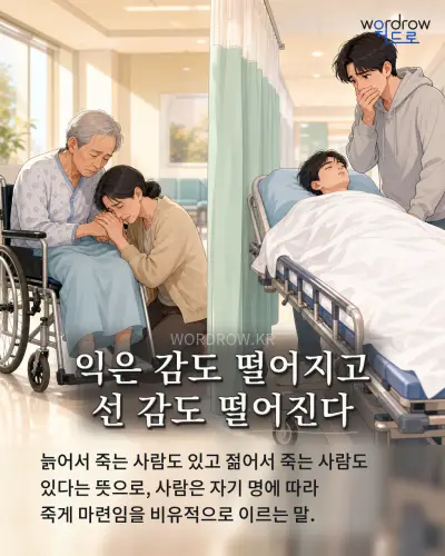 한국어 속담 “익은 감도 떨어지고 선 감도 떨어진다” 1컷 일러스트