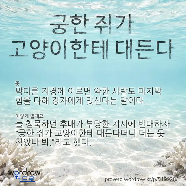 “궁한 쥐가 고양이한테 대든다” 글씨와 뜻·예문이 완성된 속담 영상 포스터