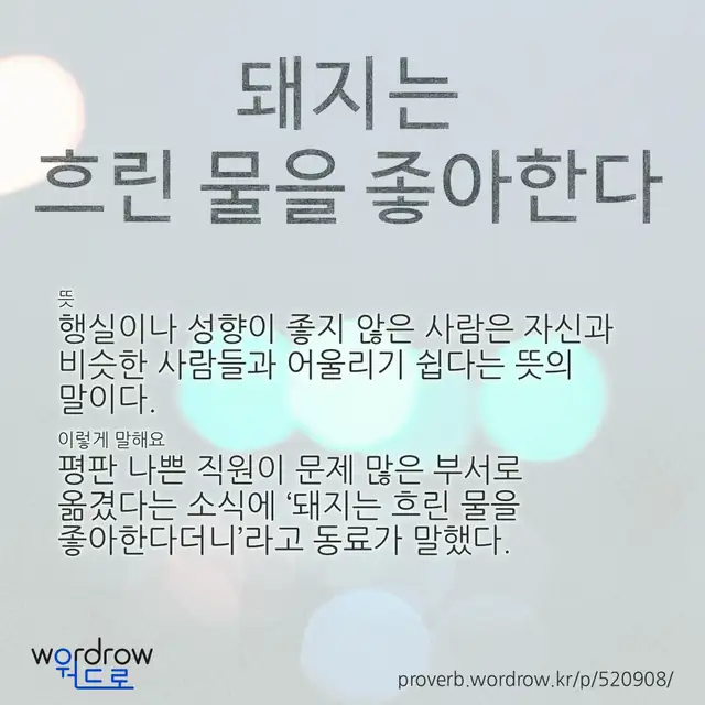 “돼지는 흐린 물을 좋아한다” 글씨와 뜻·예문이 완성된 속담 영상 포스터