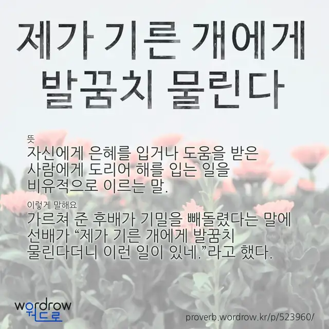 “제가 기른 개에게 발꿈치 물린다” 글씨와 뜻·예문이 완성된 속담 영상 포스터