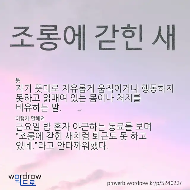 “조롱에 갇힌 새” 글씨와 뜻·예문이 완성된 속담 영상 포스터