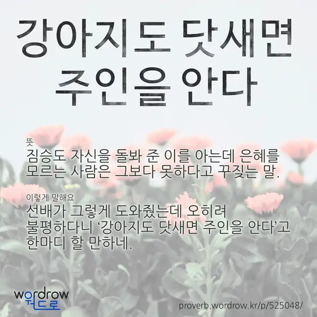 “강아지도 닷새면 주인을 안다” 글씨와 뜻·예문이 완성된 속담 영상 포스터