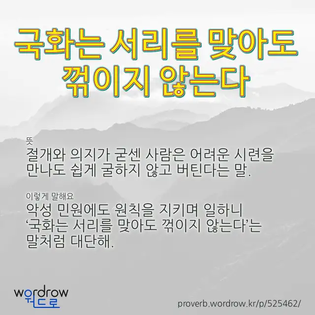 “국화는 서리를 맞아도 꺾이지 않는다” 글씨와 뜻·예문이 완성된 속담 영상 포스터