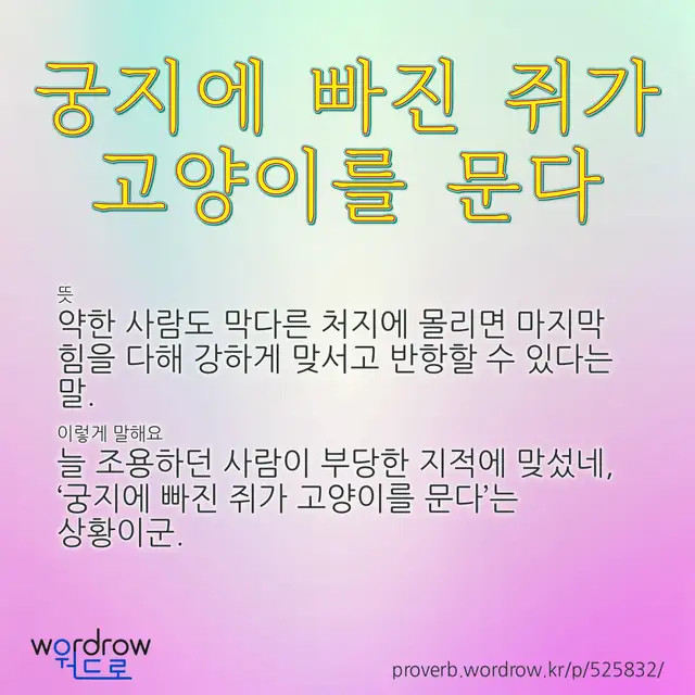 “궁지에 빠진 쥐가 고양이를 문다” 글씨와 뜻·예문이 완성된 속담 영상 포스터