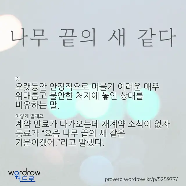 “나무 끝의 새 같다” 글씨와 뜻·예문이 완성된 속담 영상 포스터