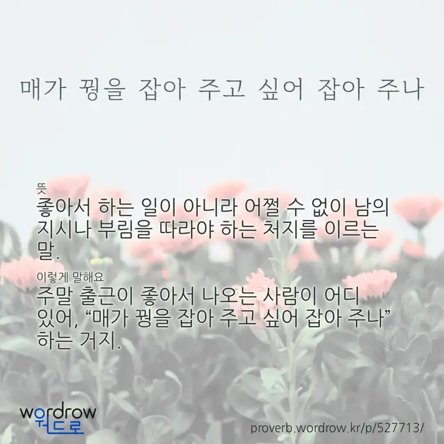 “매가 꿩을 잡아 주고 싶어 잡아 주나” 글씨와 뜻·예문이 완성된 속담 영상 포스터