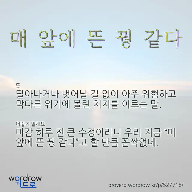 “매 앞에 뜬 꿩 같다” 글씨와 뜻·예문이 완성된 속담 영상 포스터