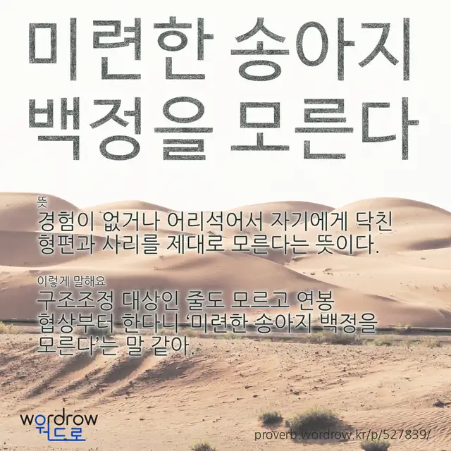 “미련한 송아지 백정을 모른다” 글씨와 뜻·예문이 완성된 속담 영상 포스터