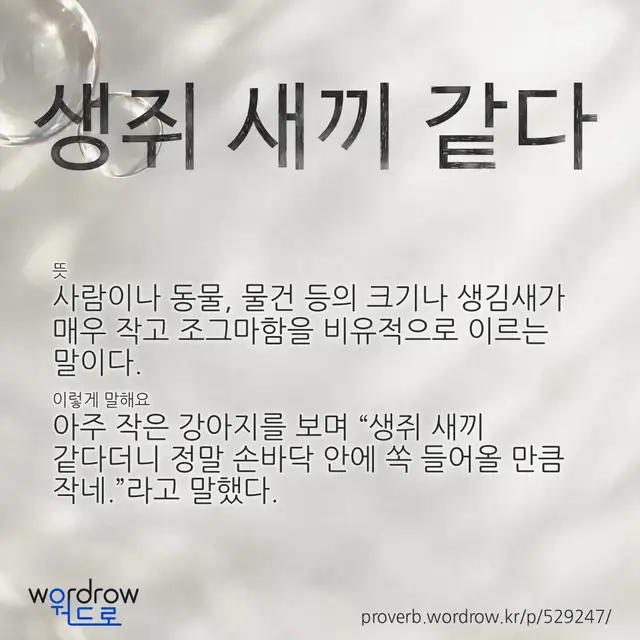 “생쥐 새끼 같다” 글씨와 뜻·예문이 완성된 속담 영상 포스터