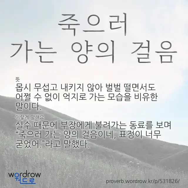 “죽으러 가는 양의 걸음” 글씨와 뜻·예문이 완성된 속담 영상 포스터